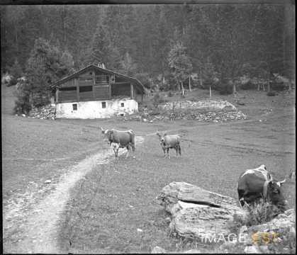 Vaches au pâturage (Chamonix-Mont-Blanc)